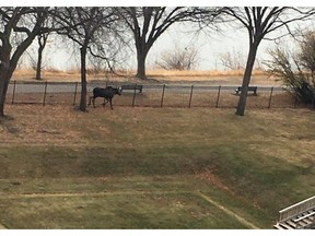 A moose was spotted in various east side neighbourhoods in Saskatoon before conservation officers tranquilized it and released it out of the city, say Saskatoon Police.

Facebook / Lori Chartier
