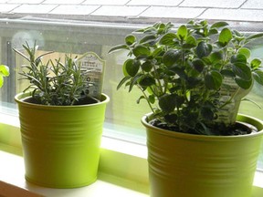 Windowsill garden that anyone can aspire to growing themselves.