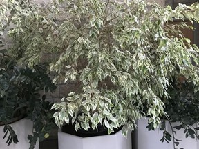 Compact, healthy Benjamina ficus indoors near large south facing windows. (Photo by Jackie Bantle)