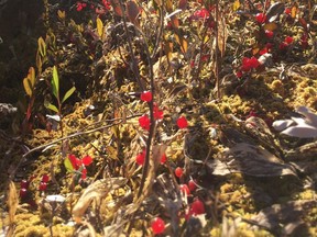Bog berries are part of the plant life that could be affected in a proposed peat moss harvesting project near La Ronge. (Saskatoon StarPhoenix)