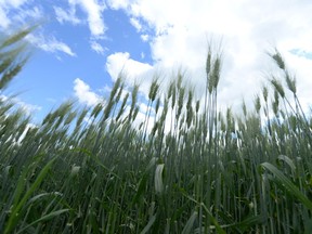 Farmers for Climate Solutions are looking to reduce nitrous oxide greenhouse gas emissions with changes in traditional farming practices.