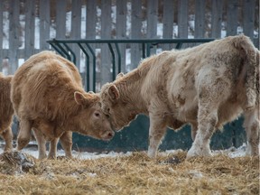 Cattle interact in one of the enclosures on the Flotre farm near Bulyea, Saskatchewan on Jan. 23, 2020. The SWF and SSGA are offering a reward of $10,000 for any information that leads to a conviction after poachers killed a number of livestock animals around the province.
