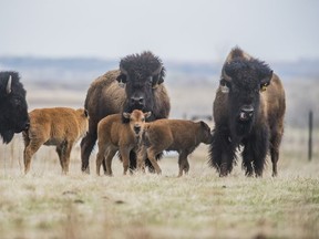 The herd of plains bison at Wanuskewin Park with the newborn calves, taken May 12, 2020.