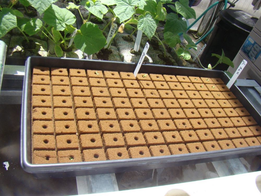 How To Start Seeds In Rockwool Cubes For Hydroponics - Bright Lane