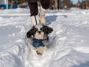 Spike makes his way through a deep path after a heavy snowfall blanketed the city.