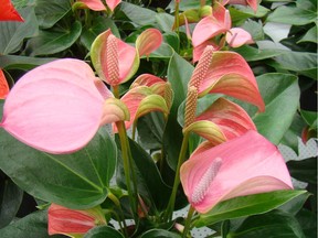 New unnamed anthurium cultivar at Anthura Breeding Greenhouse in The Netherlands. (Photo by Jackie Bantle)