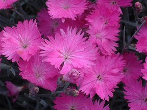 'Firewitch' is a selection of Cheddar pinks. (Photo courtesy Baileys Nursery)