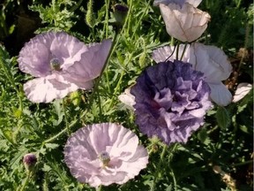 This 'Amazing Grey' Shirley poppy was Erl Svendsen's "new" plant for 2020.