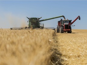 A combine works its way through a field of wheat near Saskatoon on Aug. 18, 2020.