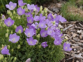 'Blue Chips,' a selection of the Carpathian bellflower. (Photo courtesy Baileys Nursery) (for Saskatoon StarPhoenix Bridges gardening column, Dec. 31, 2020)