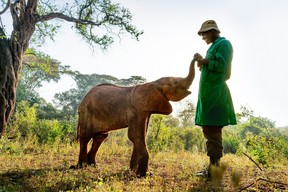 A young orphaned elephant with his keeper at The David Sheldrick Wildlife Trust’s Nairobi nursery in Kenya, Africa.