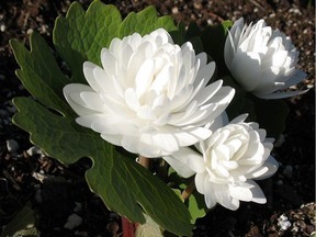 Double bloodroot blooms for a very short time, but is gorgeous -- and has nice foliage. (photo by Hugh Skinner) (for Saskatoon StarPhoenix Bridges gardening column, March 20, 2020)