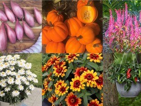 2021 All-America Selection Winners. Clockwise from top left: 'Creme Brulee' shallot, 'Goldilocks' acorn squash, 'Candela Pink' celosia, 'Pot-a-peno' jalapeno pepper, 'Profusion Red Yellow Bicolor' zinnia, 'Sweet Daisy Birdy' Shasta daisy. (Photos courtesy All-America Selections)