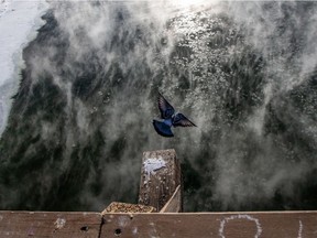 A pigeon flies over steam rising from the South Saskatchewan River as temperatures dipped below -30C in Saskatoon on Jan. 25, 2021.