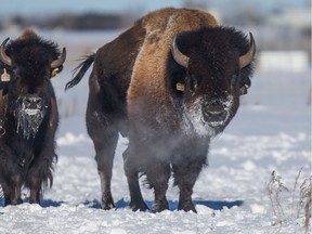 A new three-kilometre ski trail at Wanuskewin Heritage Park takes you through the valley and past the bison herd.