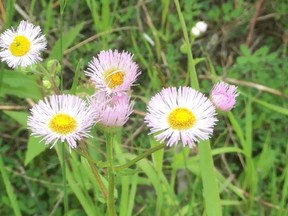 Erigeron species