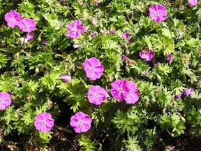 Geranium sanguiinium 'Alpenglow'