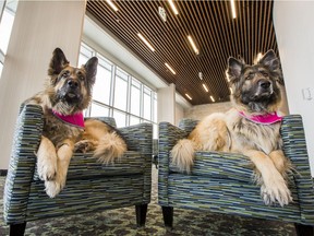 Award-winning therapy dog Twillow Rose, left, received her last dose of radiation treatment for the bone cancer she was diagnosed with almost at the same time the pandemic hit Canada. She is pictured with her partner therapy dog, Tala Rain.