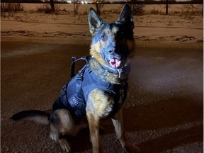 Oliver the Saskatoon police service dog suffered serious injuries after being repeatedly stabbed with a knife during a pursuit on Feb. 3, 2021. Photo from the Saskatoon Police Service Facebook page.