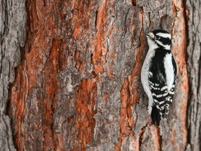 A female downy woodpecker searches for food on the Meewasin Trail. You may be able to see one yourself this weekend. The Nutrien Wonderhub hosts half-hour drop-in winter nature walks along the Meewasin Trail behind their building on Saturday and Sunday starting at 2 p.m.