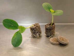 Two-week-old pumpkin transplants growing in jiffy 7 peat pellets and ready to plant out in late May.