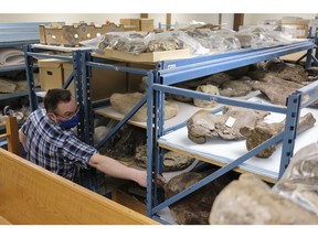 Regina, SASK. : January 29, 2021 -- Ryan McKellar, palaeontologist, points at the femur of a duck-billed dinosaur in the Fossils Collection Room at the Royal Saskatchewan Museum Annex. Many of the Annex rooms are at full capacity. MICHAEL BELL / Regina Leader-Post