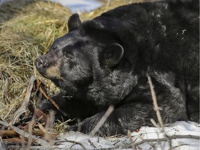 A black bear wakes up from hibernation this spring. (Saskatoon StarPhoenix).