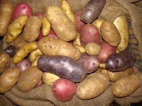 Potato varieties grown in Saskatchewan at harvest time.