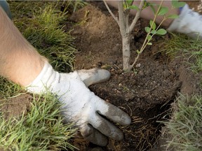 Planting a Tree.