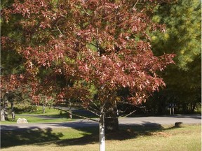 Showing off with brick red leaves in early spring.