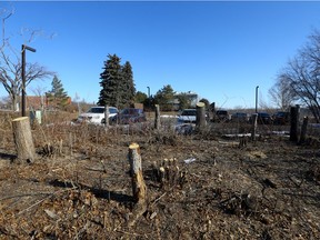 Hundreds of trees in the old Mendel Art Gallery parking lot have been cut down while the Meewasin Valley Authority does improvements to the riverbank near Kinsmen Park. Photo taken in Saskatoon on March 17, 2021.