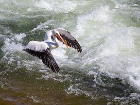 A pelican searches for a meal near the weir in Saskatoon on April 16, 2021.