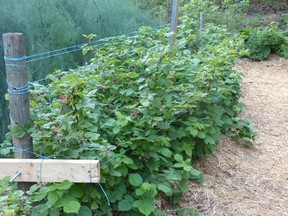 Some raspberry varieties benefit from support such as trellises.