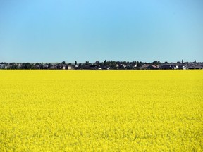 Canola in a field just west on Dewdney Avenue very close to Regina.