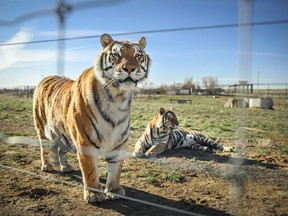 Tigers rescued from a park run by "Tiger King" Joe Exotic look on while in an enclosure of the the Wild Animal Sanctuary on April 5, 2020 in Keenesburg, Colo.