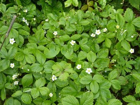 Fragaria in Icelandwild strawberries.