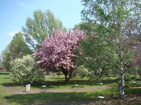 Dwarf sour cherry (left) and flowering crab (right) blooming in spring in Patterson Arboretum.