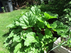 Rhubarb located on the edge of perennial flower bed.