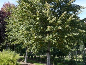 'Lone Star' linden, selected by Hugh Skinner, is an excellent shade tree with a dense, symmetrical form.