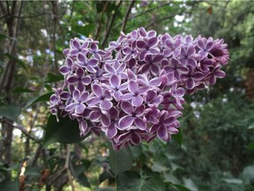 Each petal of the 'Sensation' lilac is outlined in white