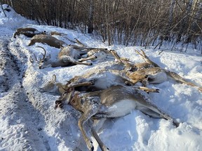 A 67-year-old man has pleaded guilty in Melfort Provincial Court to illegal hunting, waste of edible game, hunting within 500 metres of occupied buildings, hunting big game with a rim fire rifle and night hunting. (Photo provided by the Government of Saskatchewan) (for 0629 illegal hunting)