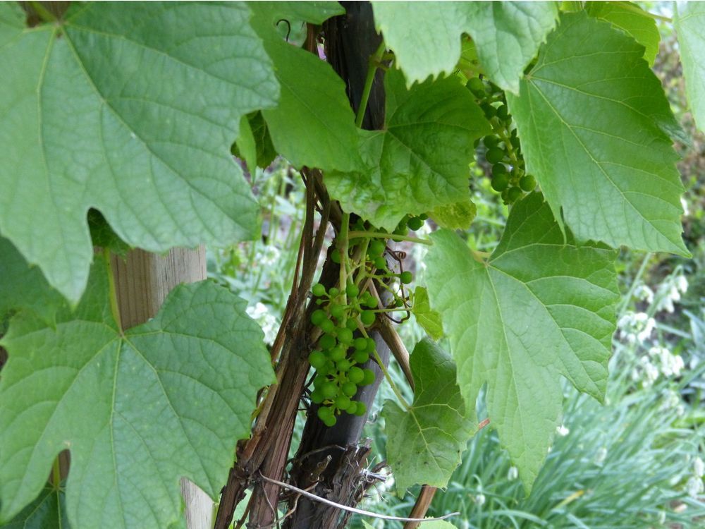Gardening How to plant grapes in Prairie gardens The Star Phoenix