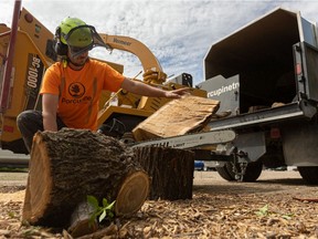 Quill Shiell cuts Dutch elm logs before bringing them to the city landfill to avoid a $275 fee charged for oversized logs. Photo taken in Saskatoon on June 2, 2021.