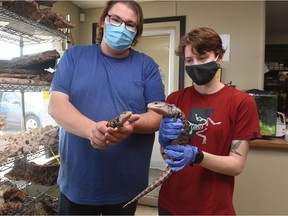 Stuart Cook, left, holds a Western blue-tongued skink, which is allowed under the province's updated Captive Wildlife Regulations. Liv Smith holds a Merouke blue-tongued skink, which is unlisted under the regulations, in the Prairie Aquatics and Exotics in Regina, Saskatchewan on June 4, 2021. The legal future of many common species of animals kept as pets in Saskatchewan is uncertain due to updated Captive Wildlife Regulations.