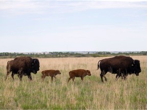 Two new bison calves have been born at Wanuskewin Heritage Park this year. Photo taken in Saskatoon on June 4, 2021. (Saskatoon StarPhoenix / Michelle Berg)