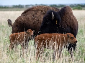 New bison calves have been born at Wanuskewin Heritage Park this year. Photo taken in Saskatoon on June 4, 2021.
