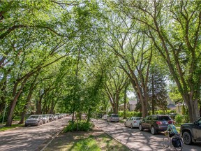 SASKATOON, SK--JUNE 15/2021 - 0616 Standalone Trees - Trees overhang the road along University Drive in Saskatoon, SK on Tuesday, June 15, 2021.