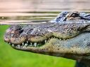 Animals like crocodiles are considered 