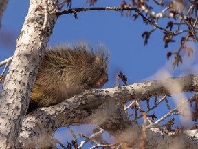 Porcupines are avid climbers so metal fencing is your best bet to save fruit trees.