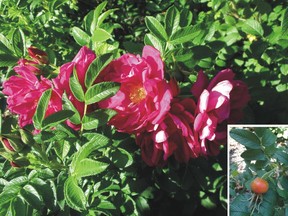 Purple Pavement Rose